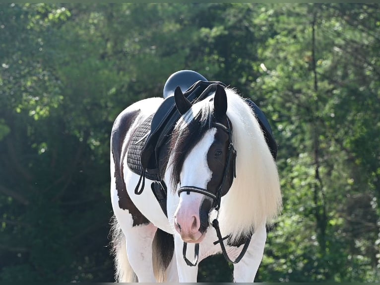 Tinker Hongre 4 Ans Pinto in Millersburg