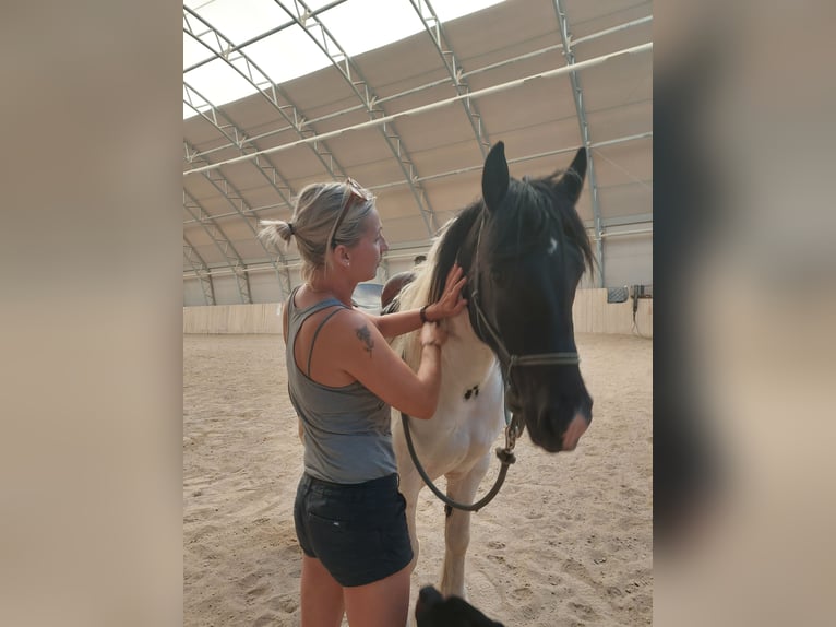 Tinker Croisé Hongre 4 Ans Pinto in Kirchdorf an der Krems