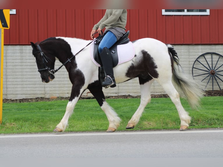 Tinker Croisé Hongre 4 Ans Pinto in Millersburg