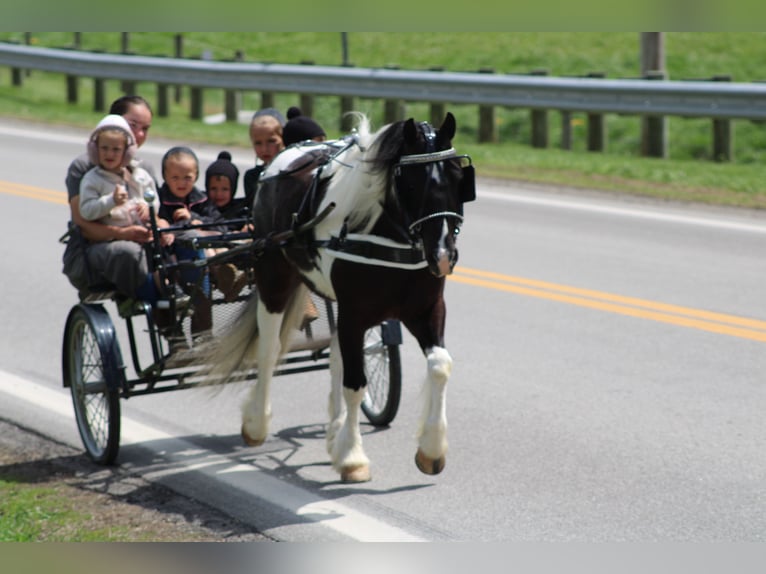 Tinker Croisé Hongre 4 Ans Pinto in Millersburg