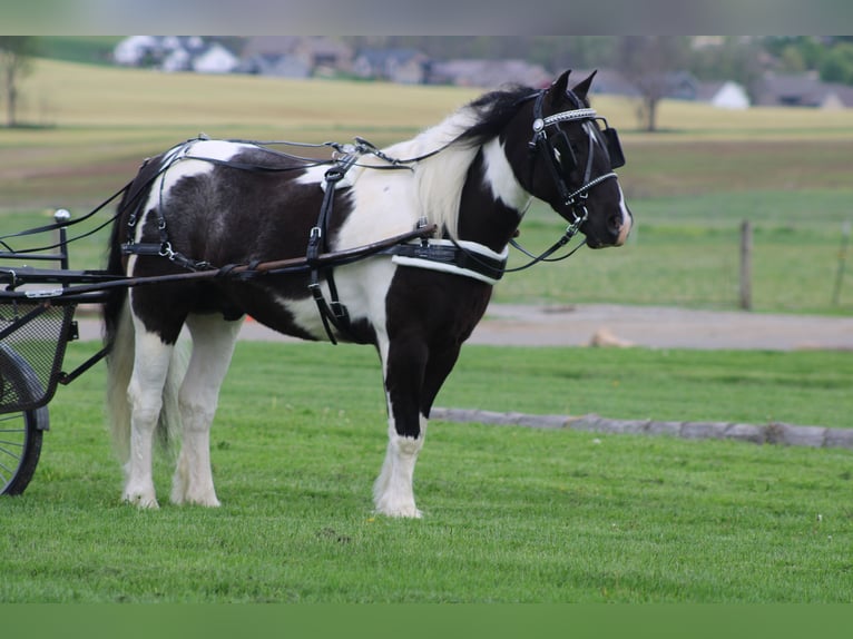 Tinker Croisé Hongre 4 Ans Pinto in Millersburg