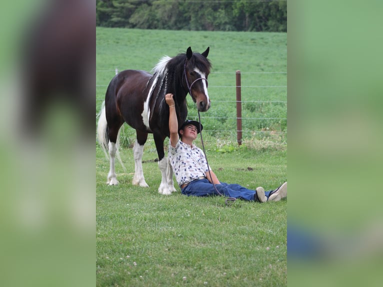 Tinker Croisé Hongre 4 Ans Pinto in Oskaloosa