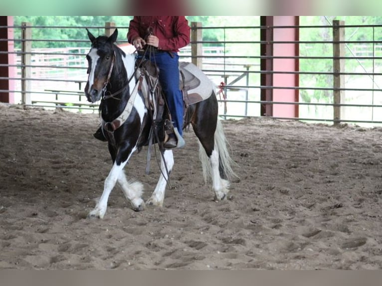 Tinker Croisé Hongre 4 Ans Pinto in Oskaloosa
