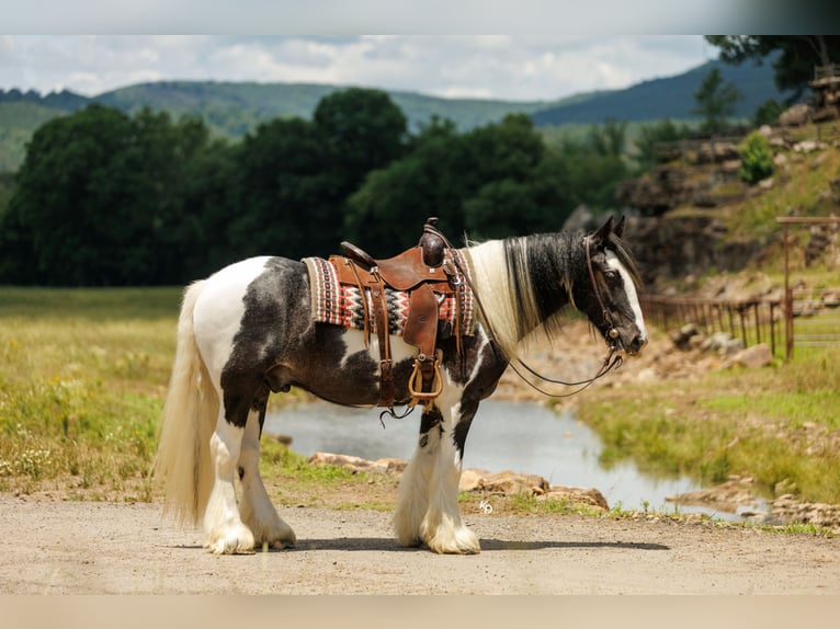Tinker Hongre 4 Ans Pinto in Quitman