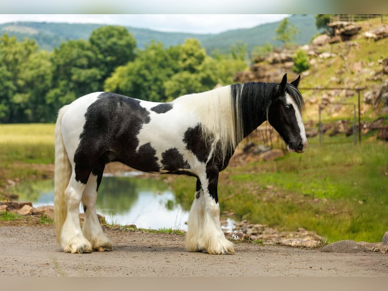 Tinker Hongre 4 Ans Pinto in Quitman