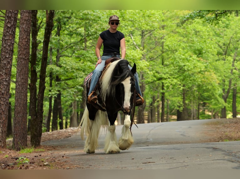 Tinker Hongre 4 Ans Pinto in Quitman