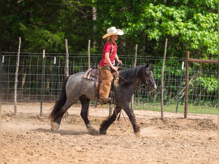 Tinker Croisé Hongre 4 Ans Rouan Bleu in Bloomburg