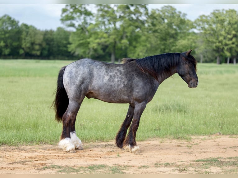 Tinker Croisé Hongre 4 Ans Rouan Bleu in Bloomburg