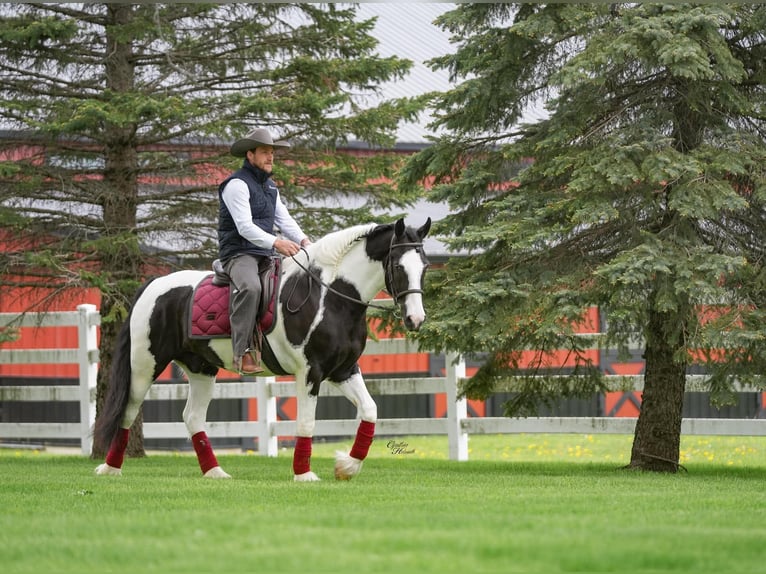 Tinker Croisé Hongre 4 Ans Tobiano-toutes couleurs in Independence, IA