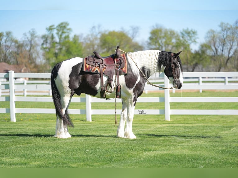 Tinker Croisé Hongre 4 Ans Tobiano-toutes couleurs in Independence, IA