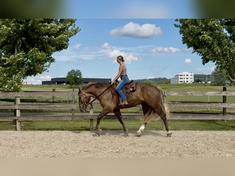 Tinker Croisé Hongre 4 Ans  in Gap