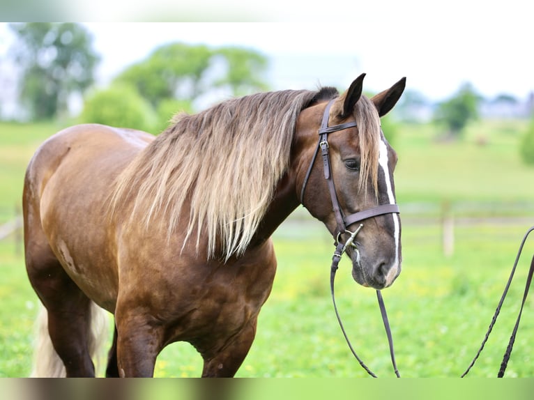 Tinker Croisé Hongre 4 Ans  in Gap