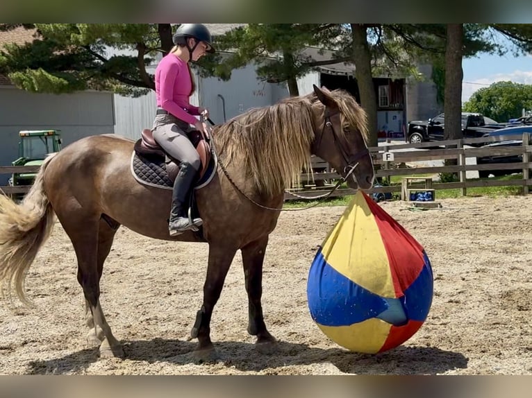 Tinker Croisé Hongre 4 Ans  in Gap