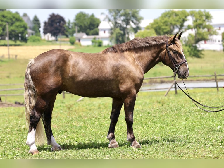 Tinker Croisé Hongre 4 Ans  in Gap