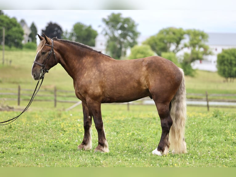 Tinker Croisé Hongre 4 Ans  in Gap