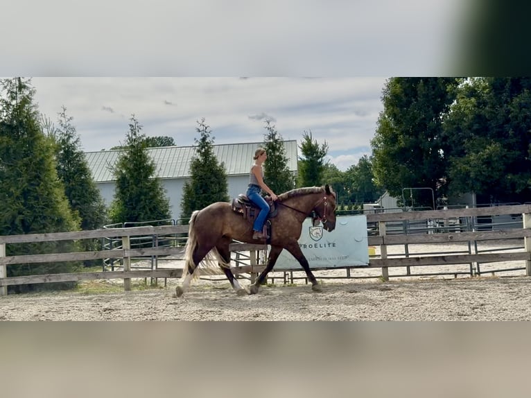 Tinker Croisé Hongre 4 Ans  in Gap