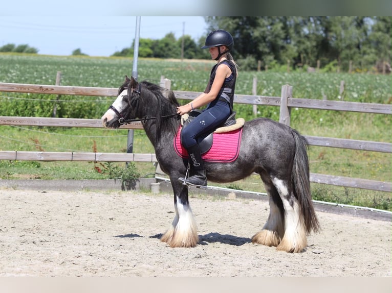 Tinker Hongre 5 Ans 120 cm Rouan Bleu in Pepingen