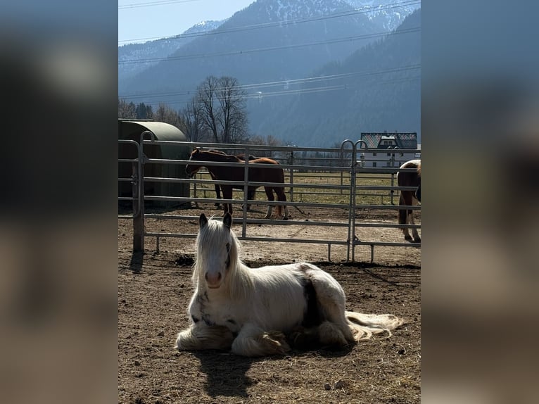 Tinker Hongre 5 Ans 120 cm Tobiano-toutes couleurs in Pinswang Tinker Hongre 5 Ans 120 cm Tobiano-toutes couleurs in Pinswang