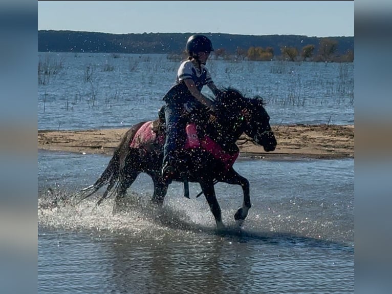 Tinker Croisé Hongre 5 Ans 122 cm Pinto in Weatherford