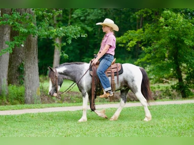 Tinker Croisé Hongre 5 Ans 122 cm Pinto in Bloomburg