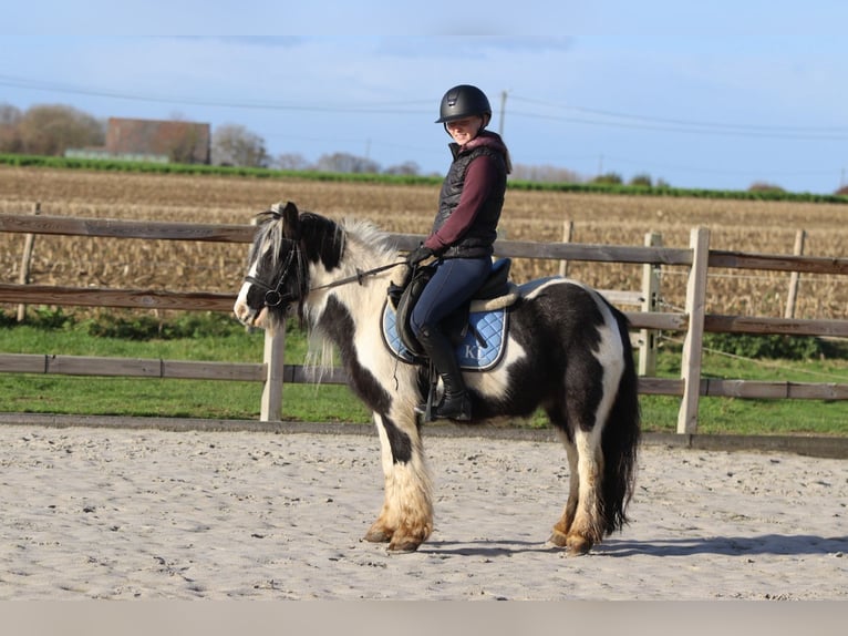 Tinker Hongre 5 Ans 124 cm Pinto in Bogaarden