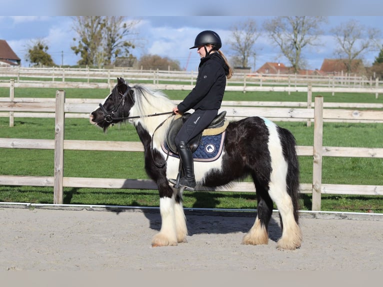 Tinker Hongre 5 Ans 125 cm Pinto in Pepingen
