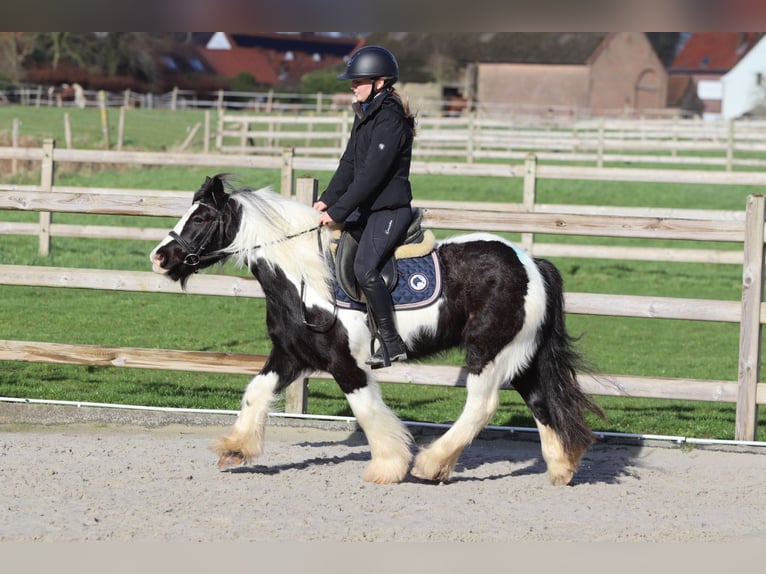 Tinker Hongre 5 Ans 125 cm Pinto in Pepingen