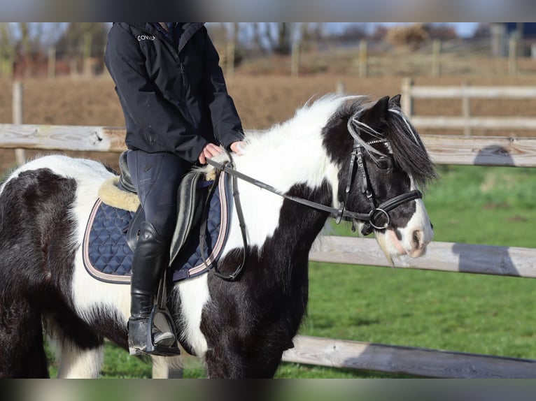 Tinker Hongre 5 Ans 125 cm Pinto in Pepingen