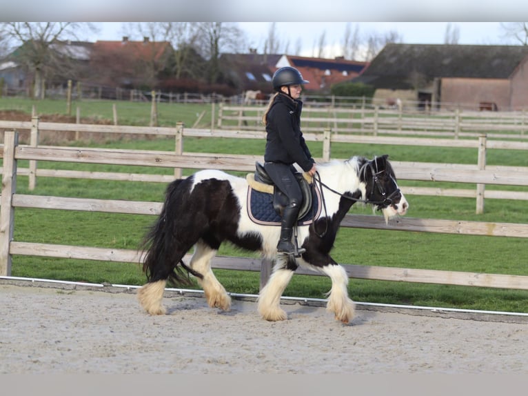 Tinker Hongre 5 Ans 125 cm Pinto in Pepingen