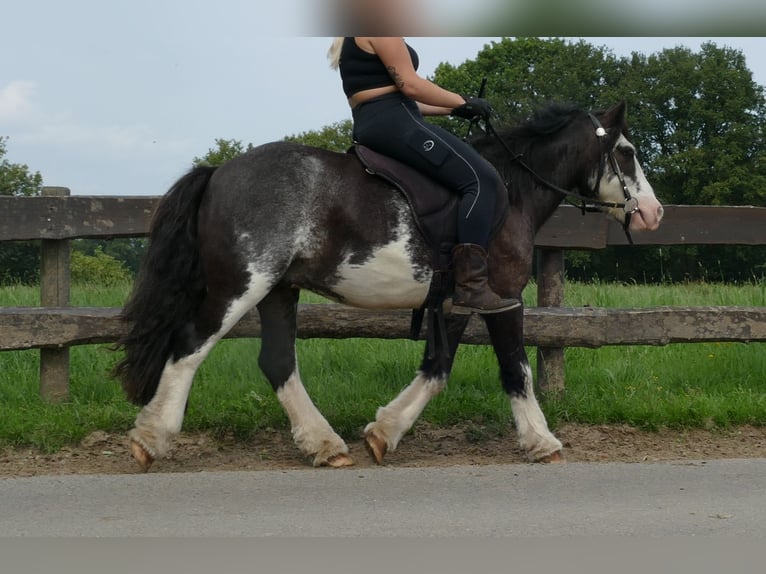 Tinker Hongre 5 Ans 133 cm Pinto in Lathen