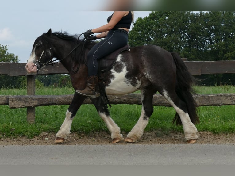 Tinker Hongre 5 Ans 133 cm Pinto in Lathen