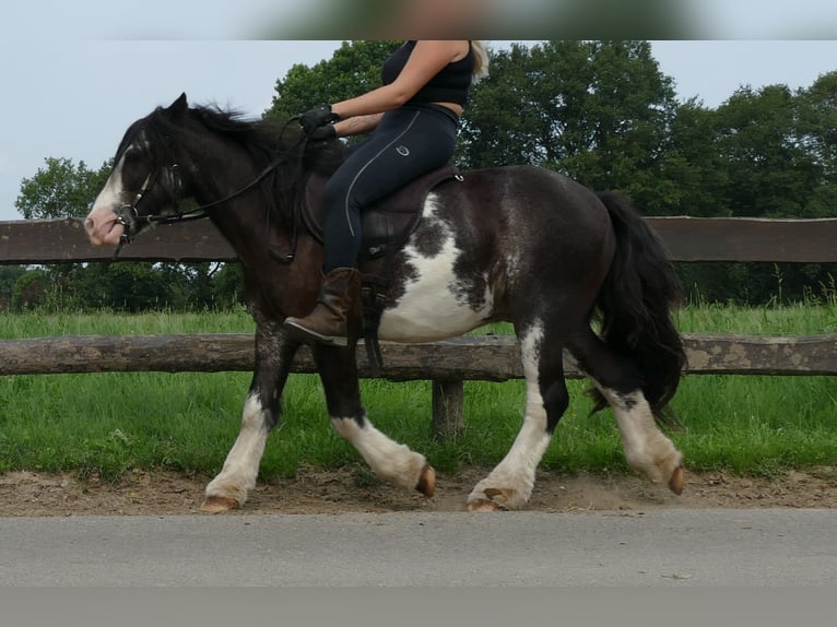 Tinker Hongre 5 Ans 133 cm Pinto in Lathen