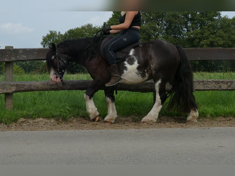 Tinker Hongre 5 Ans 133 cm Pinto in Lathen