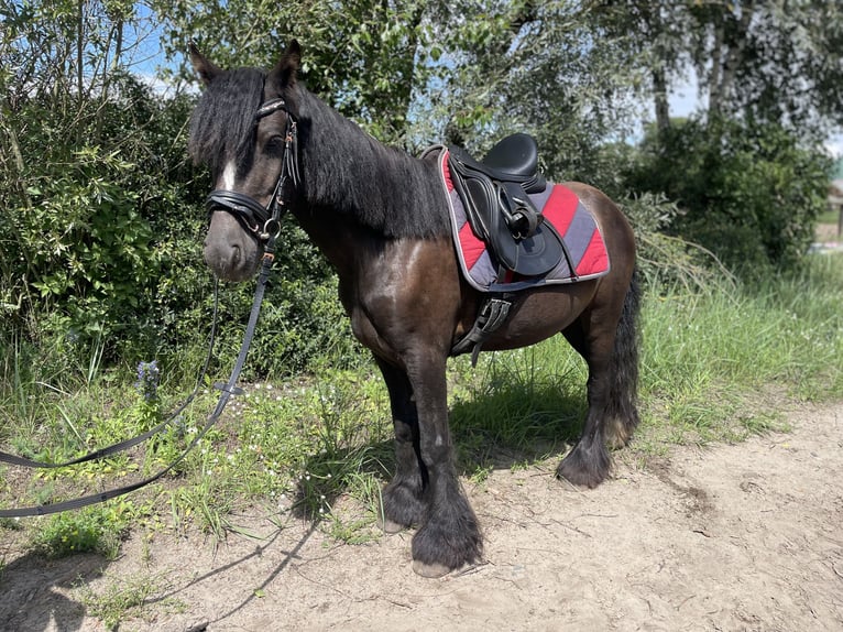 Tinker Hongre 5 Ans 135 cm Noir in Trebbin