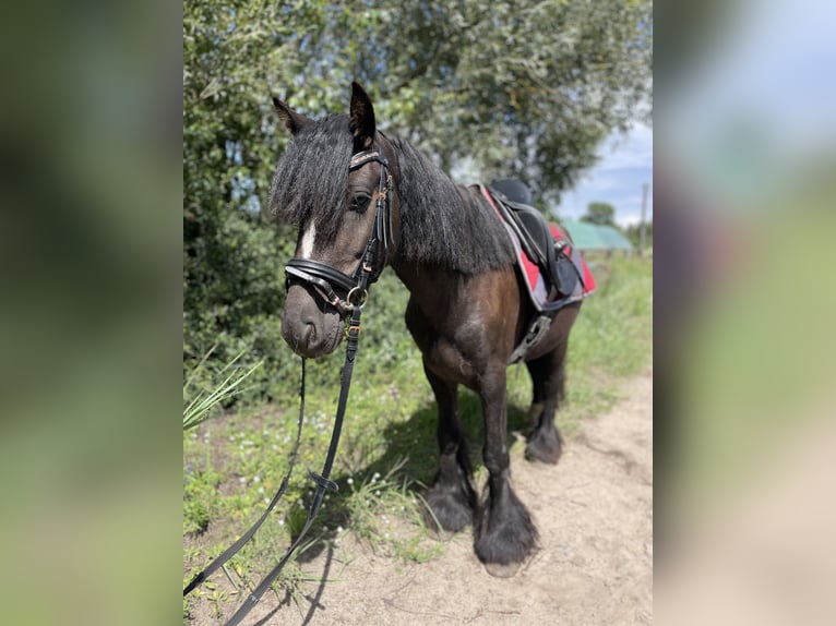 Tinker Hongre 5 Ans 135 cm Noir in Trebbin