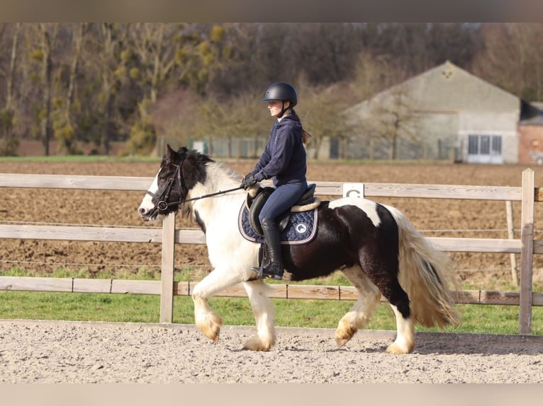 Tinker Hongre 5 Ans 135 cm Pinto in Pepingen