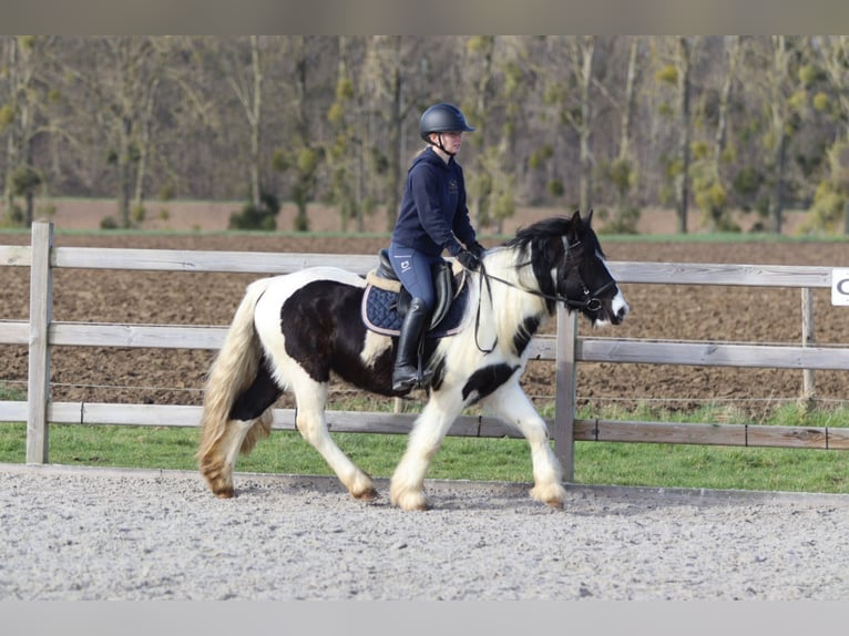 Tinker Hongre 5 Ans 135 cm Pinto in Pepingen