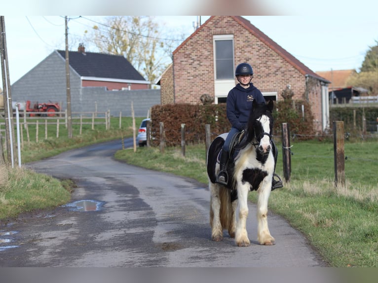 Tinker Hongre 5 Ans 135 cm Pinto in Pepingen