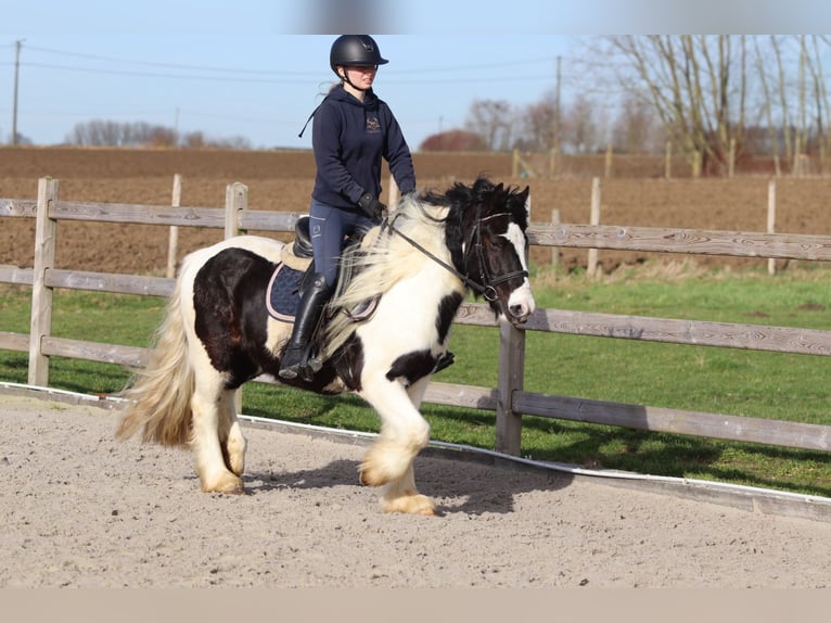 Tinker Hongre 5 Ans 135 cm Pinto in Pepingen