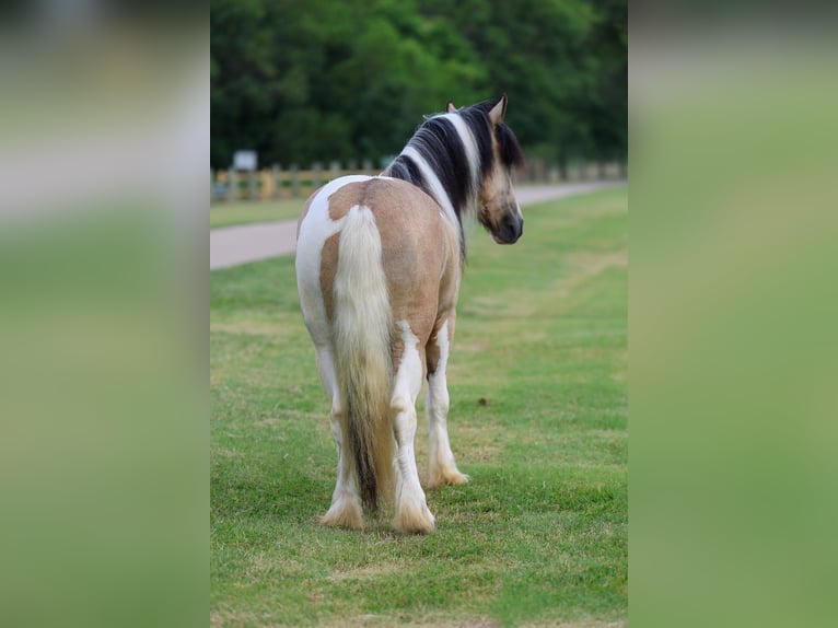 Tinker Hongre 5 Ans 135 cm Tobiano-toutes couleurs in Forney