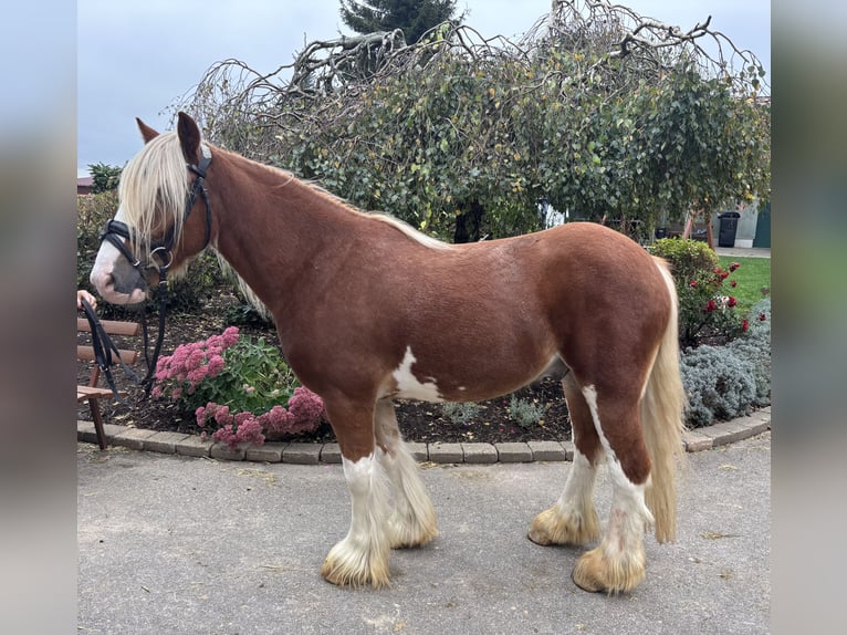 Tinker Hongre 5 Ans 142 cm Alezan brûlé in Iggingen