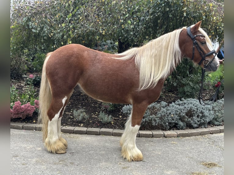Tinker Hongre 5 Ans 142 cm Alezan brûlé in Iggingen