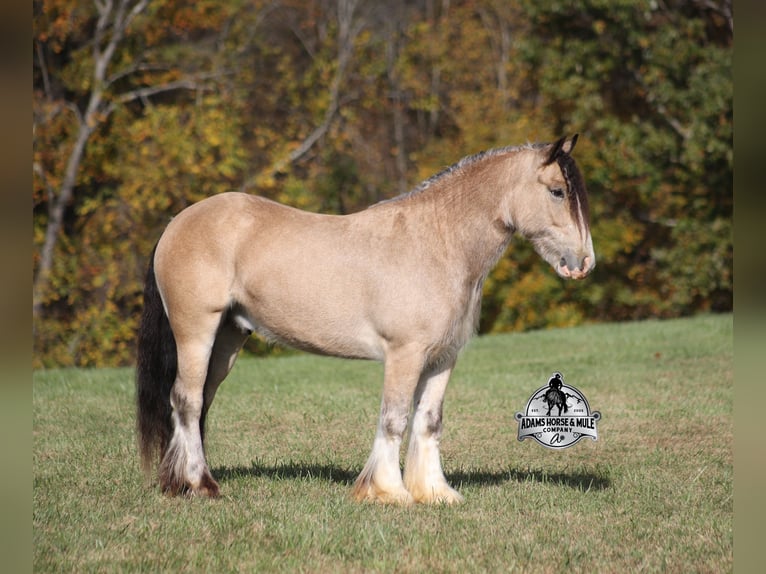 Tinker Hongre 5 Ans 142 cm Buckskin in Mount Vernon