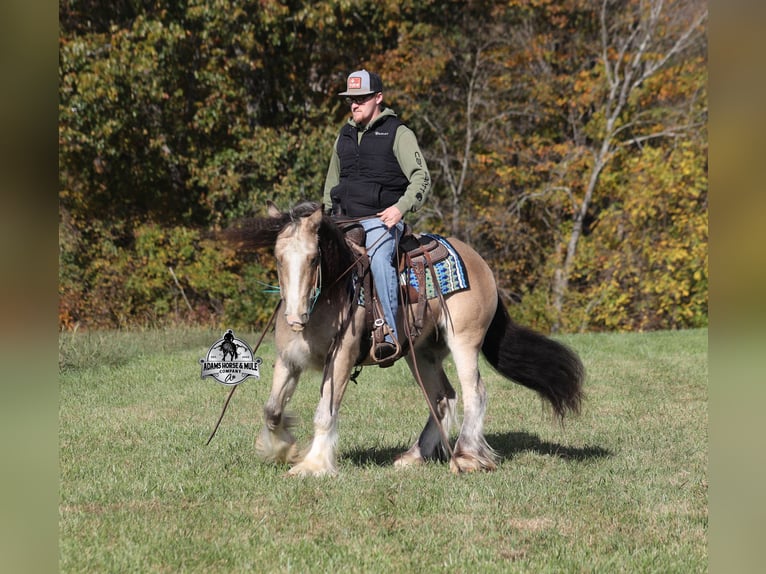 Tinker Hongre 5 Ans 142 cm Buckskin in Mount Vernon