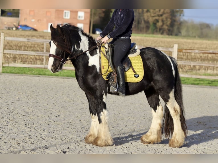 Tinker Hongre 5 Ans 142 cm Pinto in Bogaarden