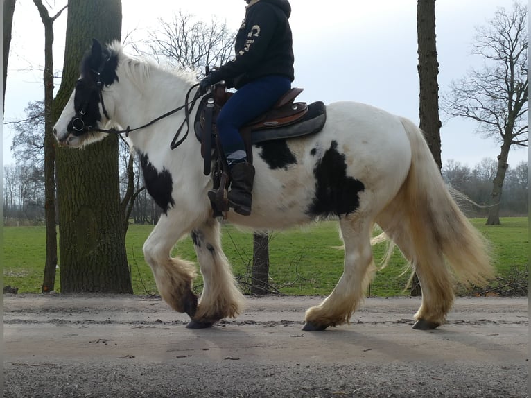 Tinker Hongre 5 Ans 142 cm Pinto in Lathen