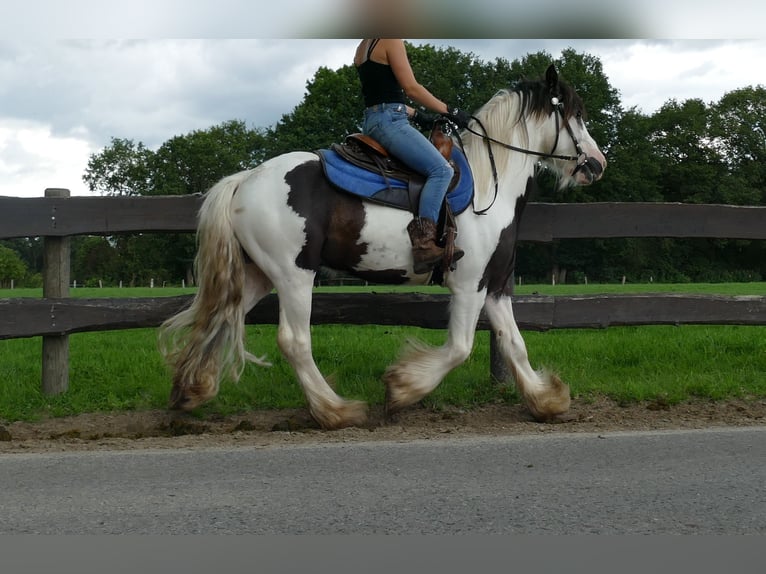 Tinker Hongre 5 Ans 142 cm Pinto in Lathen