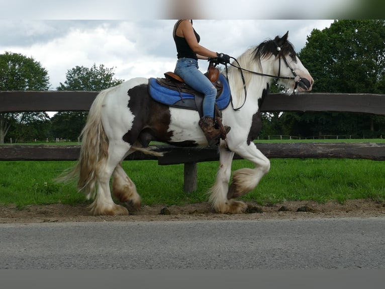 Tinker Hongre 5 Ans 142 cm Pinto in Lathen