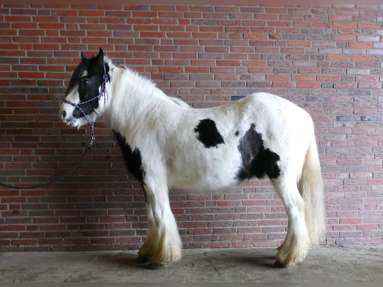 Tinker Hongre 5 Ans 142 cm Pinto in Lathen