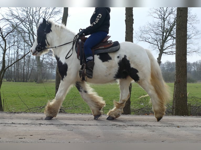 Tinker Hongre 5 Ans 142 cm Pinto in Lathen